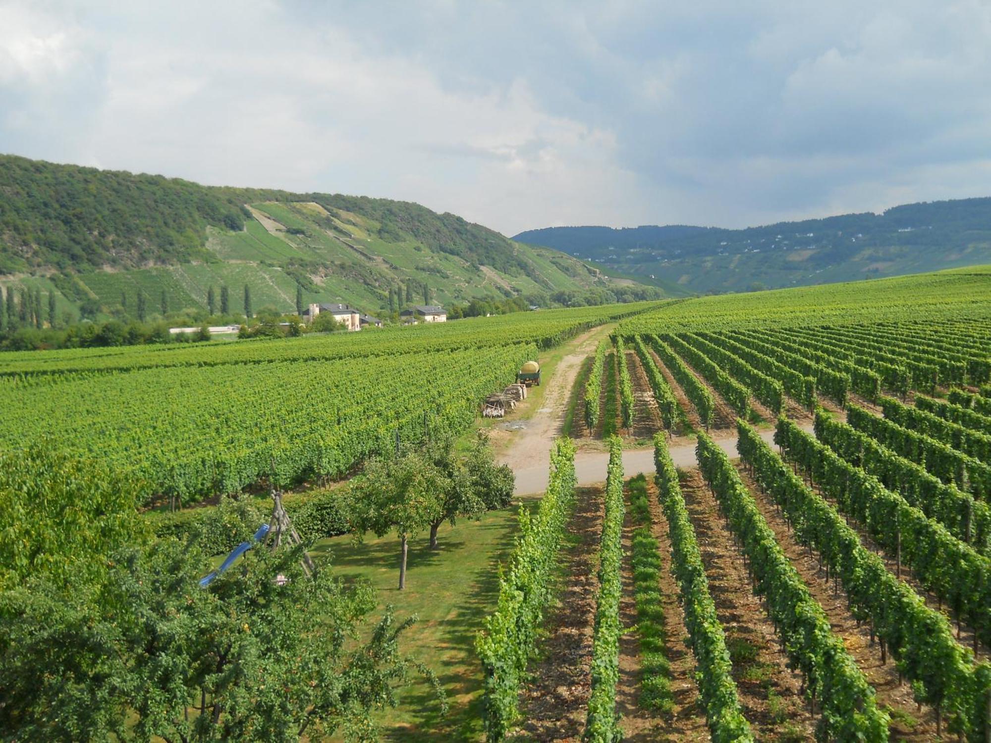 Ferienweingut Winnebeck Köwerich Екстериор снимка